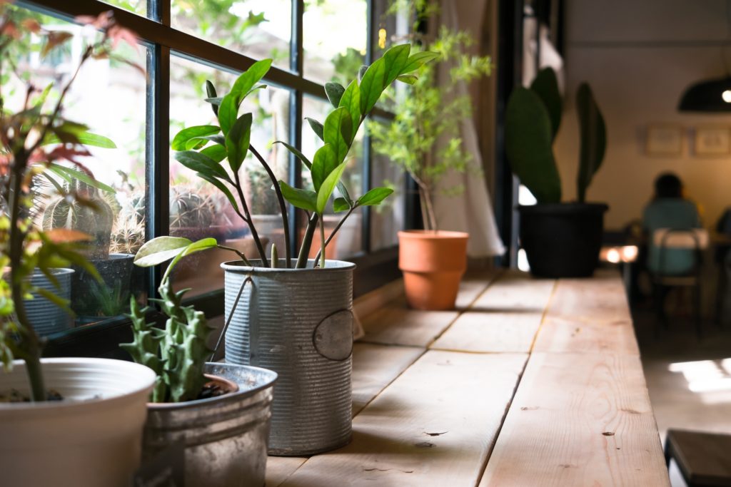 Kitchen Window with Plants