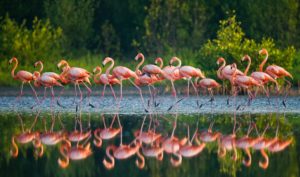 Flamingo Pillows