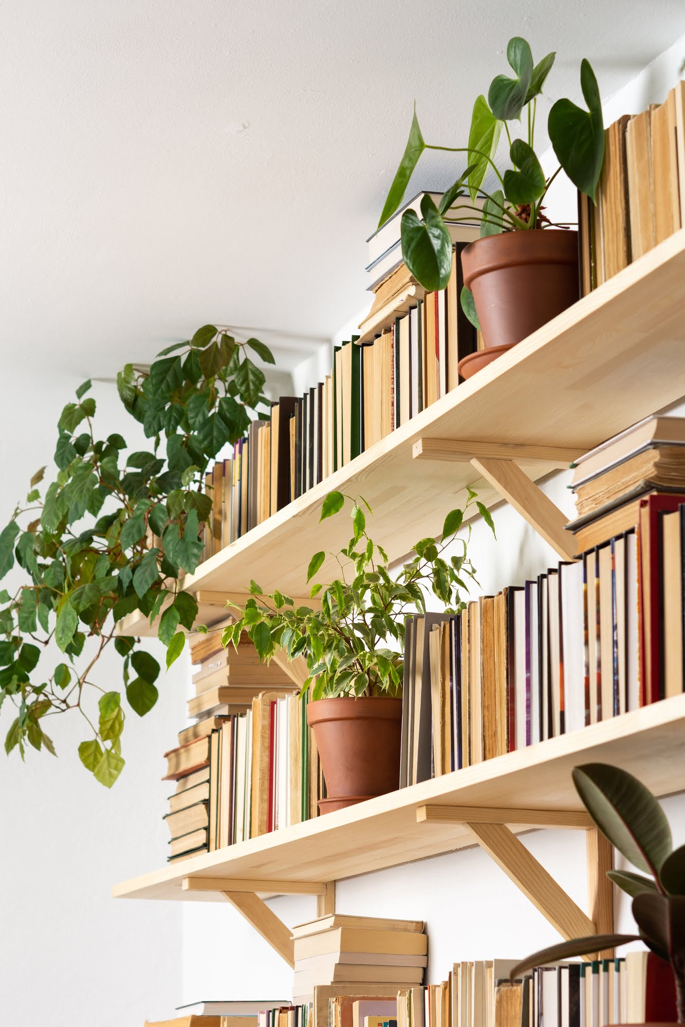 How To Decorate Bookshelves With Plants 30 Ideas Collection A Day